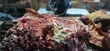 Fresh Boneless Beef - 5