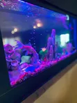 Double View Wall Unit Aquarium - 2