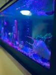 Double View Wall Unit Aquarium - 4