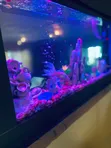 Double View Wall Unit Aquarium - 5