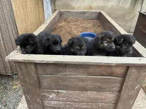 Female Purebred German Shepherd Puppy (1-3 Months)