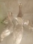 Bourbon Red or Brown Turkeys - 2