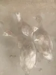 Bourbon Red or Brown Turkeys - 4