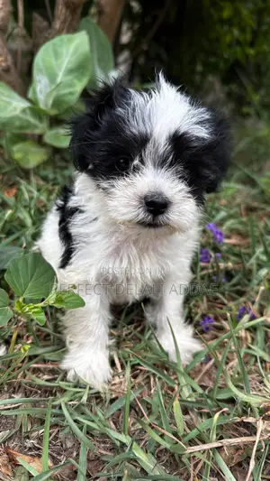 Purebred Maltese Puppy - 1-3 Months Female