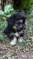 Purebred Maltese Puppy - 1-3 Months Female - 2