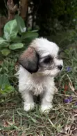 Purebred Maltese Puppy - 1-3 Months Female - 3