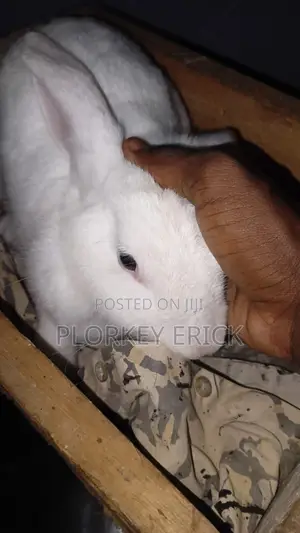 Healthy Rabbits for Sale - Various Breeds