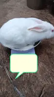 Healthy Rabbits for Sale - Various Breeds - 2