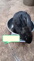 Healthy Rabbits for Sale - Various Breeds - 3
