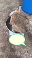 Healthy Rabbits for Sale - Various Breeds - 4