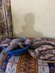 God's Glory Cold Store - Fresh Tilapia - 3