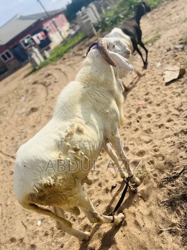 Healthy Ram for Sale - 1