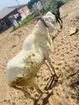 Healthy Ram for Sale - 1
