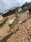 Healthy Ram for Sale - 2