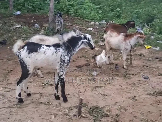 Local & Sahelian Goats and Sheep - Bulk Available - 1