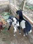 Local & Sahelian Goats and Sheep - Bulk Available - 2