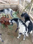 Local & Sahelian Goats and Sheep - Bulk Available - 3