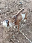 Local & Sahelian Goats and Sheep - Bulk Available - 4