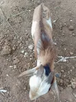 Local & Sahelian Goats and Sheep - Bulk Available - 5