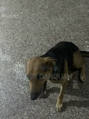 Purebred German Shepherd - 6-12 Months Female
