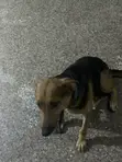 Purebred German Shepherd - 6-12 Months Female - 1