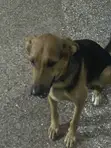 Purebred German Shepherd - 6-12 Months Female - 2