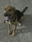 Purebred German Shepherd - 6-12 Months Female - 3