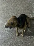Purebred German Shepherd - 6-12 Months Female - 5