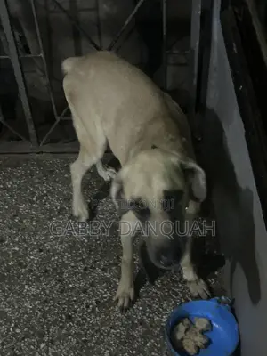 Purebred Boerboel Male - 1+ Year Old