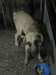 Purebred Boerboel Male - 1+ Year Old - 1