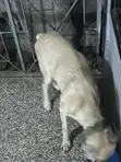 Purebred Boerboel Male - 1+ Year Old - 2