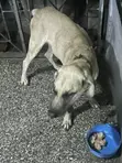Purebred Boerboel Male - 1+ Year Old - 3