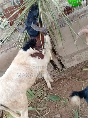 Premium Sahelian Sheep for Sale - Kasoa Farm