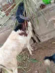 Premium Sahelian Sheep for Sale - Kasoa Farm - 1