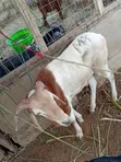 Premium Sahelian Sheep for Sale - Kasoa Farm - 2