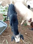 Premium Sahelian Sheep for Sale - Kasoa Farm - 3