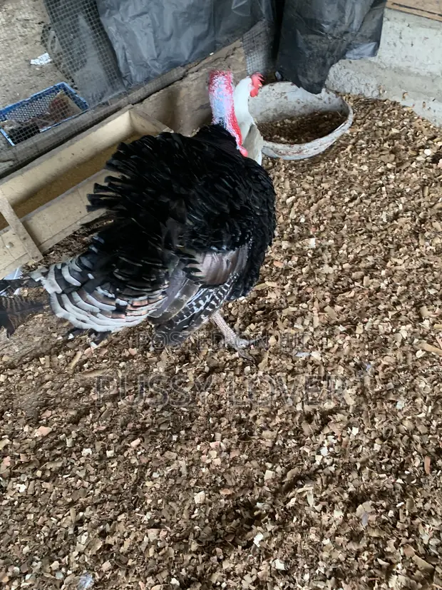 Premium Farm-Raised Turkeys - 1
