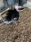 Premium Farm-Raised Turkeys - 1