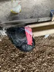 Premium Farm-Raised Turkeys - 2