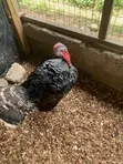Premium Farm-Raised Turkeys - 3