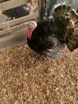 Premium Farm-Raised Turkeys - 4