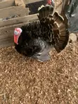 Premium Farm-Raised Turkeys - 5