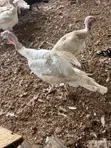 Mr Chapo's Farm: Live Turkeys - 1