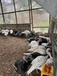Mr Chapo's Farm: Live Turkeys - 2
