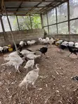 Mr Chapo's Farm: Live Turkeys - 3