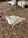 Mr Chapo's Farm: Live Turkeys - 4