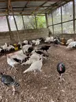 Mr Chapo's Farm: Live Turkeys - 5
