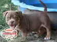 Female American Bully Puppy (1-3 Months) - 1
