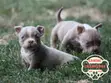 Female American Bully Puppy (1-3 Months) - 2