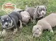 Female American Bully Puppy (1-3 Months) - 3